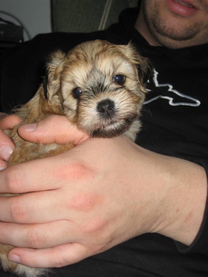 Bichon havanais Nelli - Nelli 4½ uge. fylder ikke meget i hænderne på sin kommende "far" billede 4