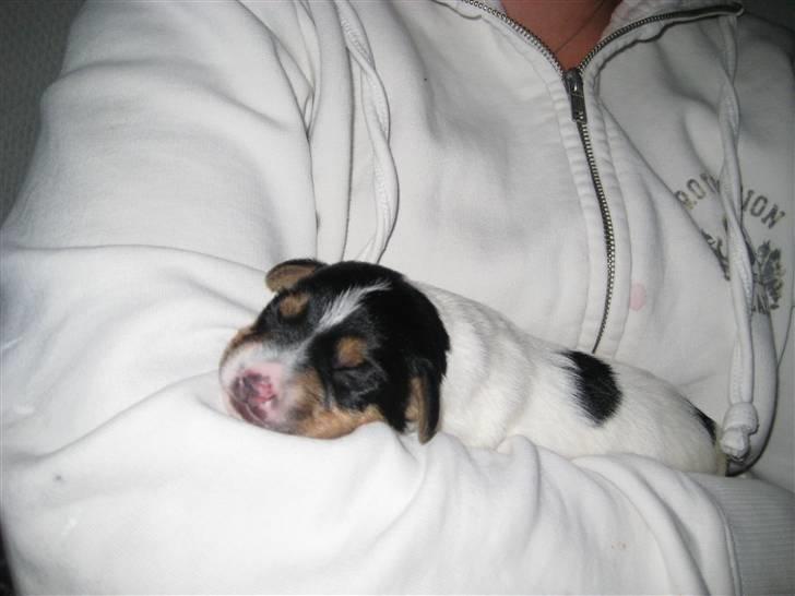 Dansk svensk gaardhund Gaby - Gaby 8 dage billede 1