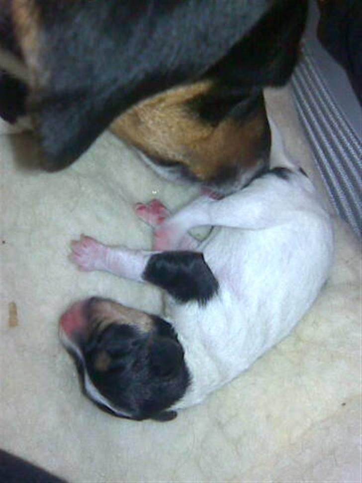 Dansk svensk gaardhund Gaby - Gaby ½ dag gammel billede 2