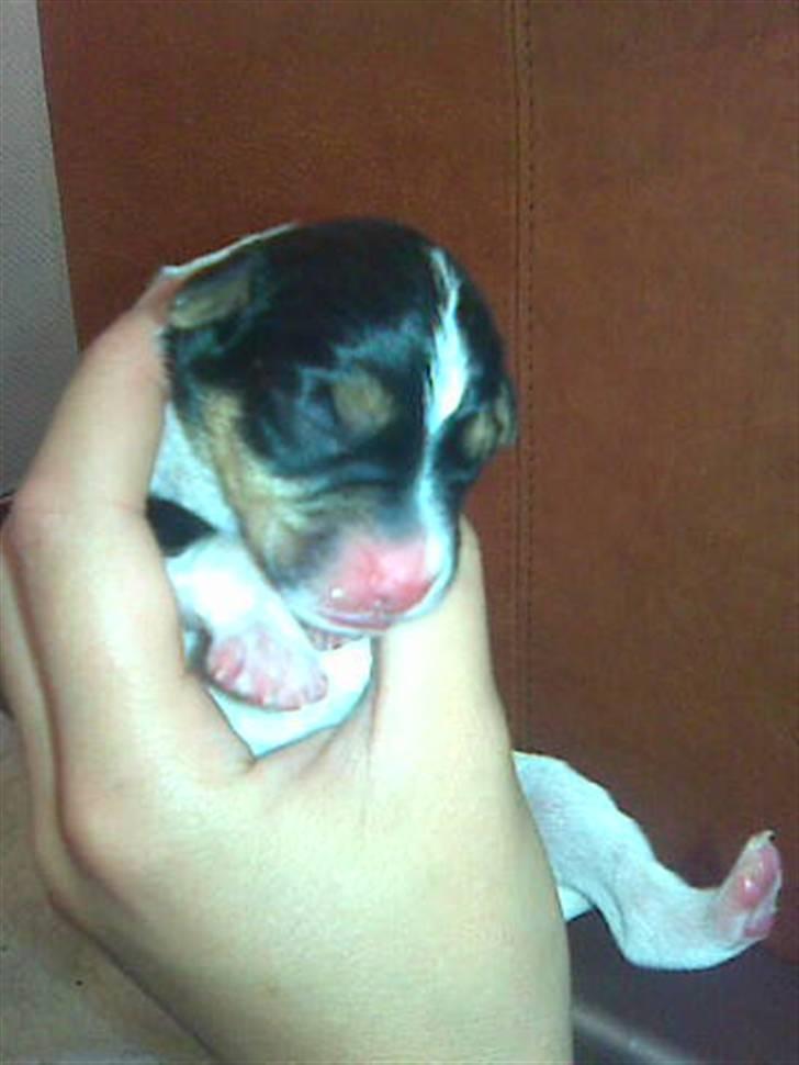 Dansk svensk gaardhund Gaby - Gaby få timer gammel billede 3