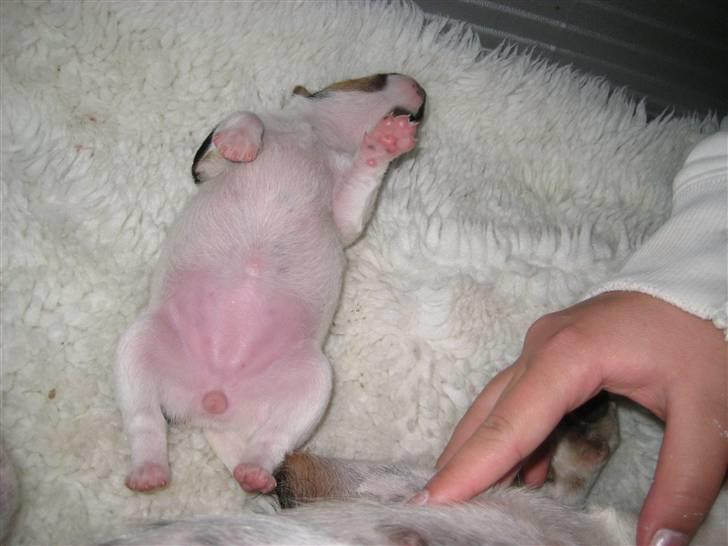 Dansk svensk gaardhund Gaby - skøn mave ikk :-) billede 4