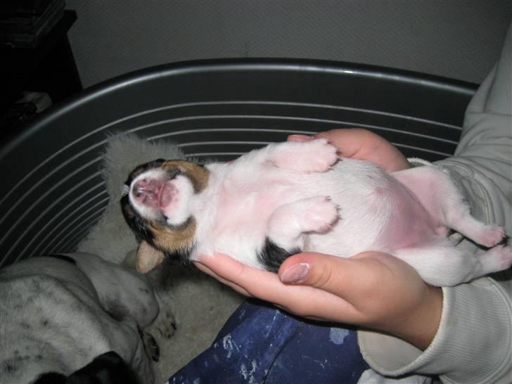 Dansk svensk gaardhund Gaby - kan også sove i 2 hænder billede 5