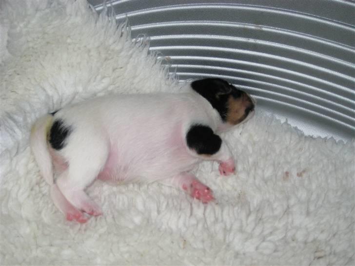 Dansk svensk gaardhund Gaby - Zzzzzzzzzzzzzzzz billede 6