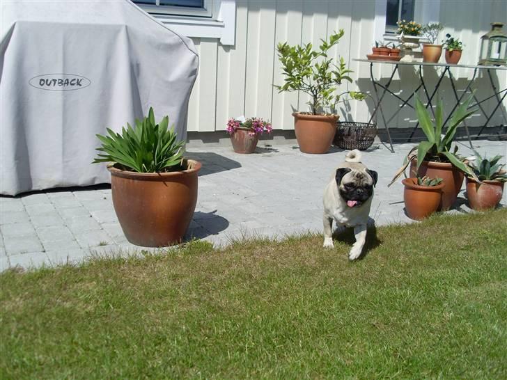 Mops Spike billede 2