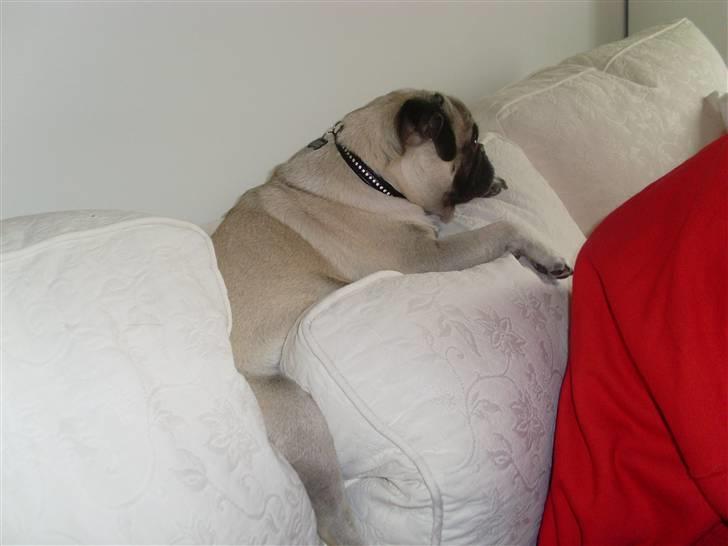 Mops Spike billede 3