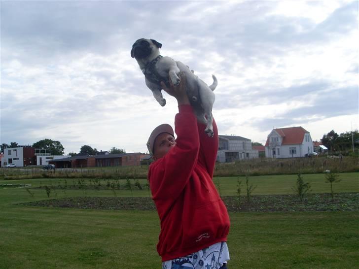 Mops Spike billede 4