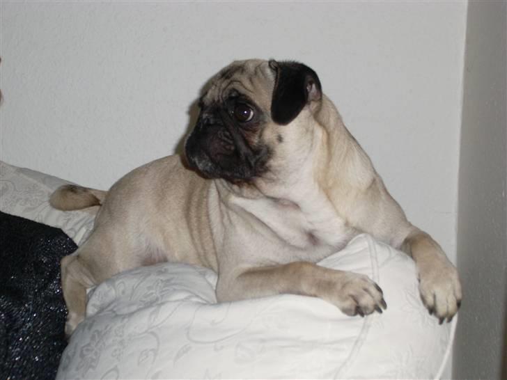 Mops Spike billede 5