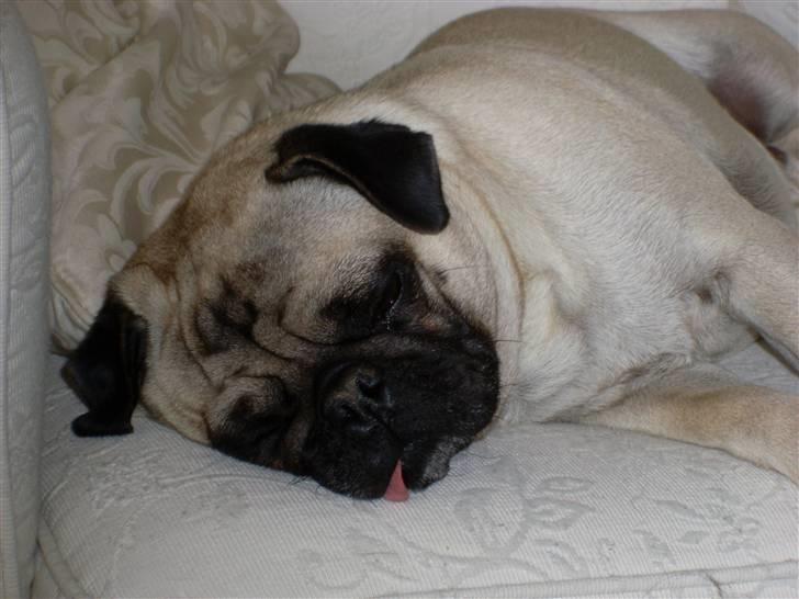 Mops Spike billede 6