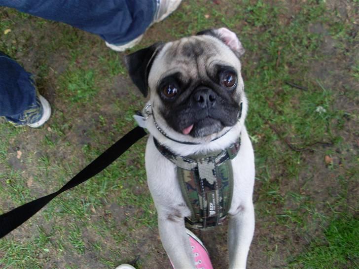 Mops Spike billede 7