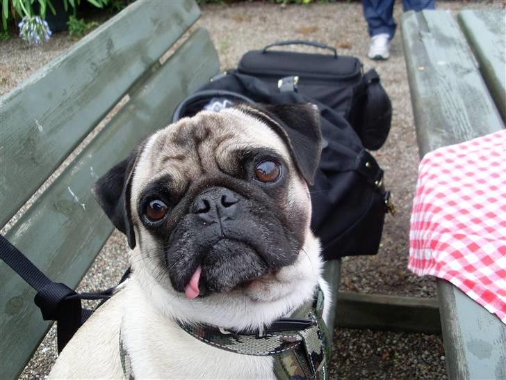 Mops Spike billede 8