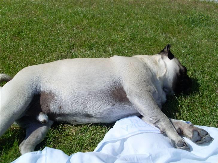 Mops Spike billede 9