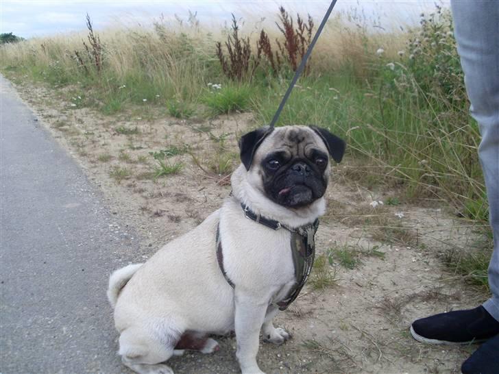 Mops Spike billede 10