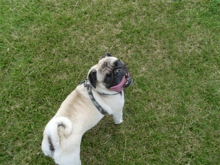 Mops Spike billede 11