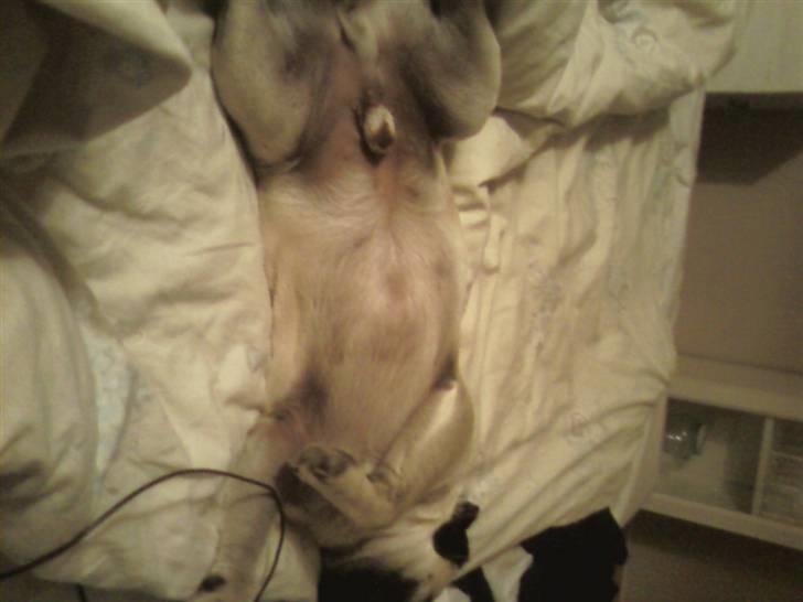 Mops Spike billede 12