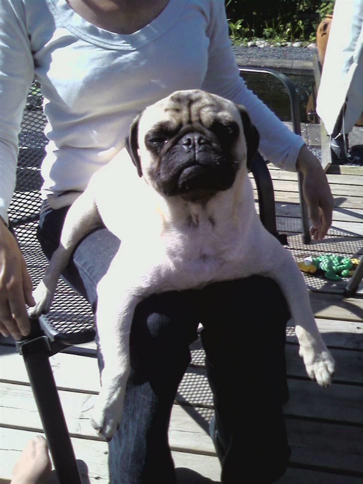 Mops Spike billede 13