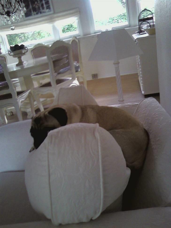 Mops Spike billede 14