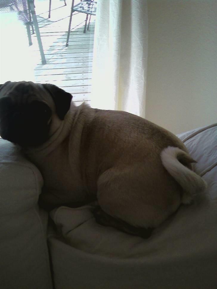 Mops Spike billede 15