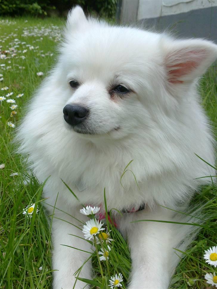 Volpino italiano Chulo - NYT! Chulo hygger i haven. Billede: Mig billede 1