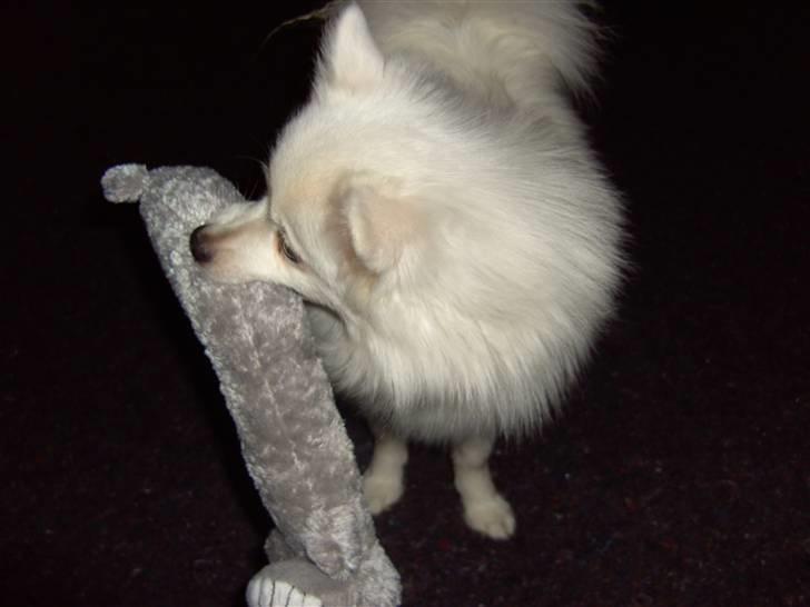 Volpino italiano Chulo - Mit legetøj. Billede: Mig billede 2