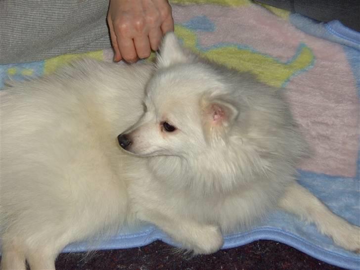 Volpino italiano Chulo - Lige da vi havde fået Chulo hjem. :D Billede: Mig billede 3