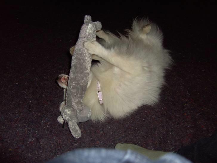 Volpino italiano Chulo - Nu dør du. :p Billede: Mig billede 4