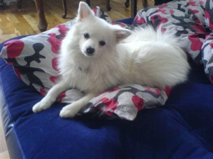 Volpino italiano Chulo - Billede af hende vi så da hun var til salg. Billede: Liv G billede 6