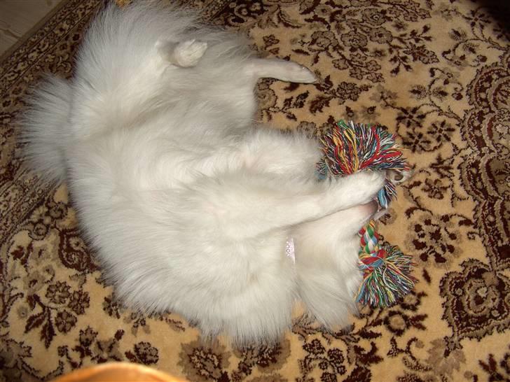 Volpino italiano Chulo - Legetøj er sjovt. Billede: Mig billede 7