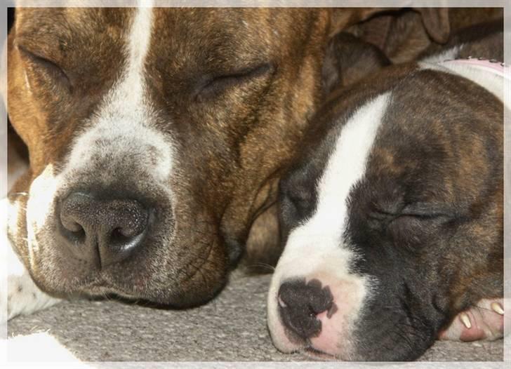 Amerikansk staffordshire terrier Khorramshahrs Hollywood billede 20