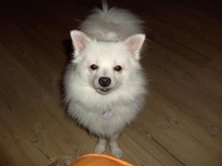 Volpino italiano Chulo - Chulo kan godt lide digitalkamera. Billede: Mig billede 9