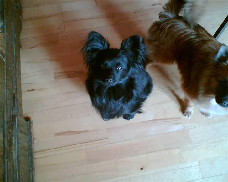 Blanding af racer Blacki - Se hvor fint jeg kan sidde :)    Wruff! billede 1