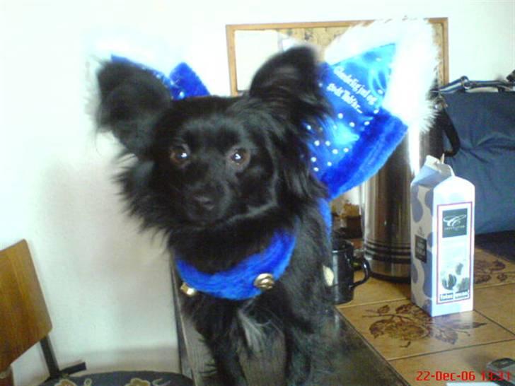 Blanding af racer Blacki - Julebilledet skulle jo ordnes, så her er jeg på banen :)  Grrr :) billede 2