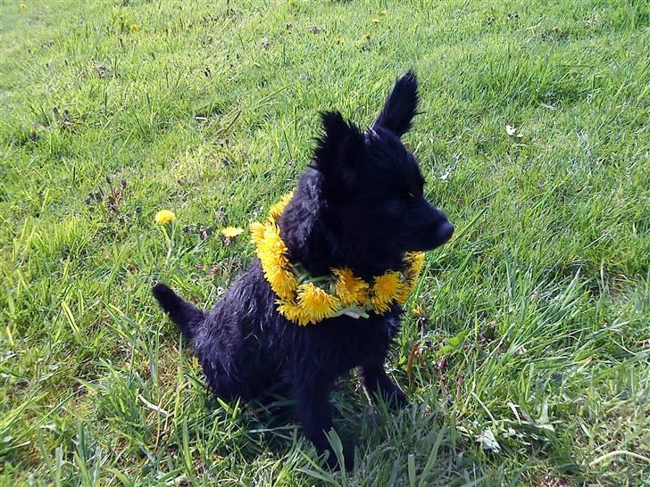 Blanding af racer Blacki - Sol, sommer og en trimning :) Og så lavede far Anders lige en lille halskæde til mig :)   Sniff sniff :) billede 3