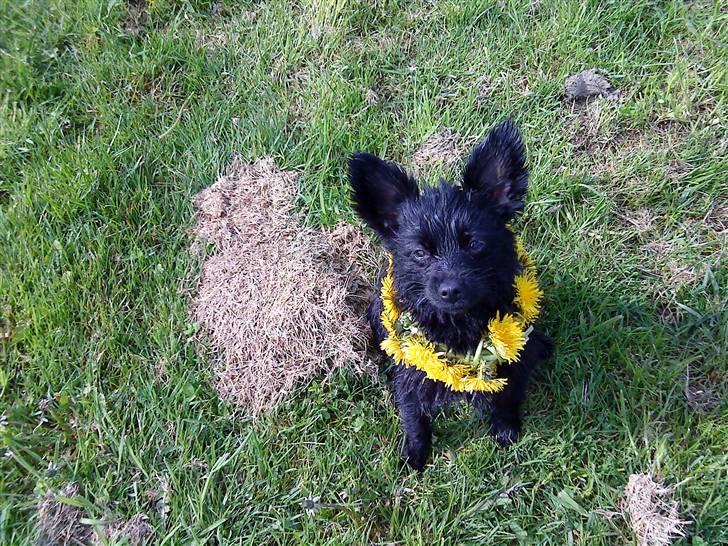 Blanding af racer Blacki - Lige et til :)   Grrr   wruff :) billede 4