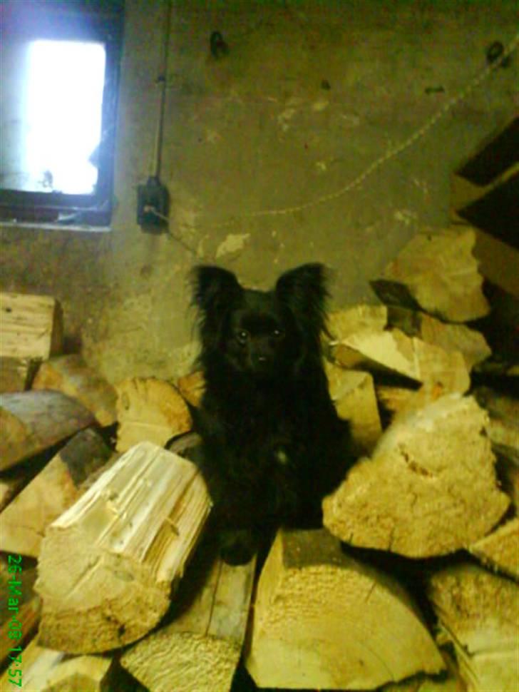 Blanding af racer Blacki - Er lige med mor nede og fyre lidt i fyret :) Jeg skal nok bære træet mor :D   wruff  billede 5