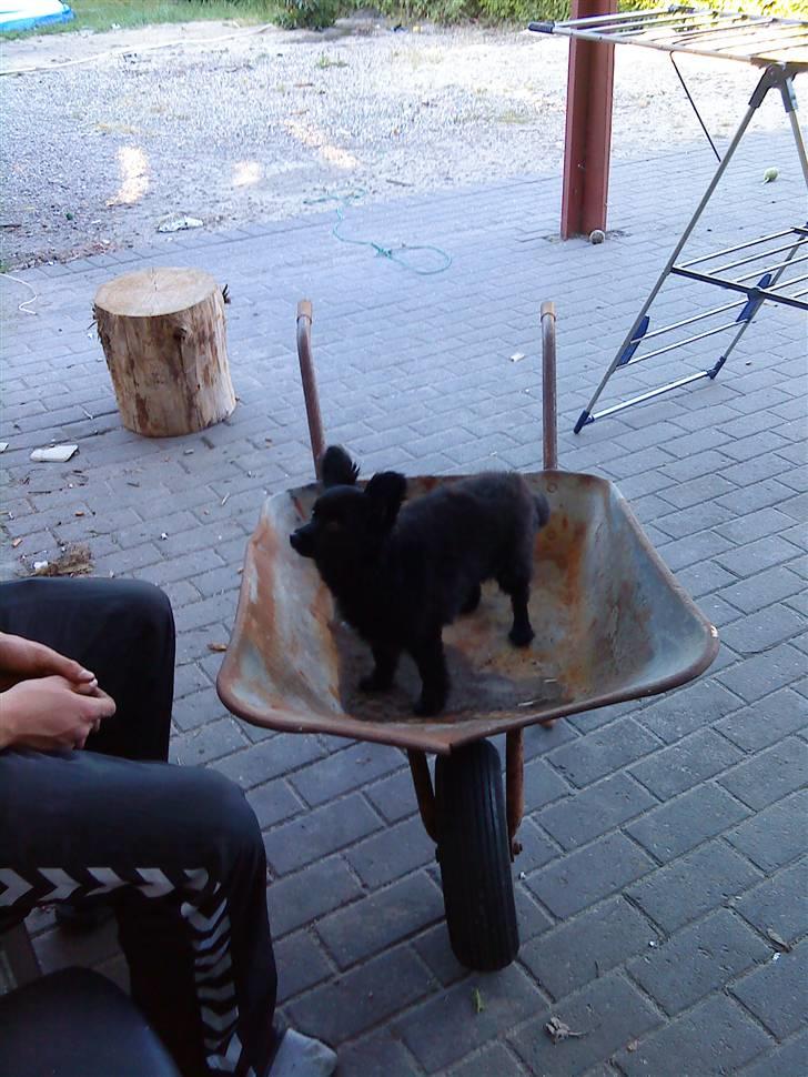 Blanding af racer Blacki - Og hjælper da også far Anders med haven :D  Jeg har helt styr på den trillebør :P wruff!! billede 6