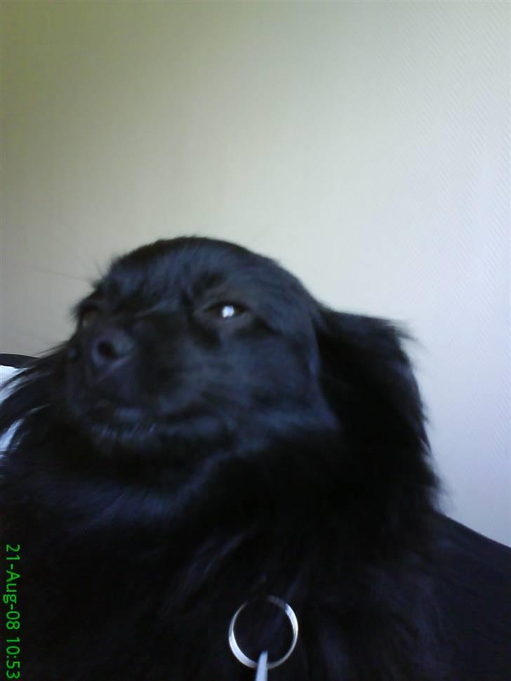 Blanding af racer Blacki - Morgen grim ?? Not me ... Grrr.....  billede 7