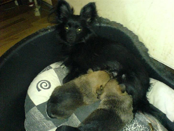 Blanding af racer Blacki - Mig og mine første 2 hvalpe Daimi og Freja :)  Wrufff :P billede 8