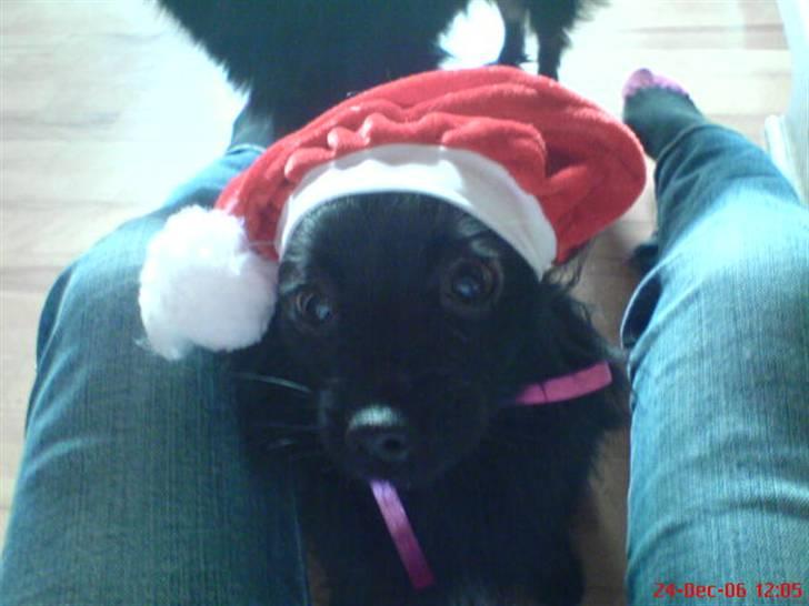 Blanding af racer Blacki - Et julebillede med nissehuen er OGSÅ hjemme :D  grrrrr billede 9