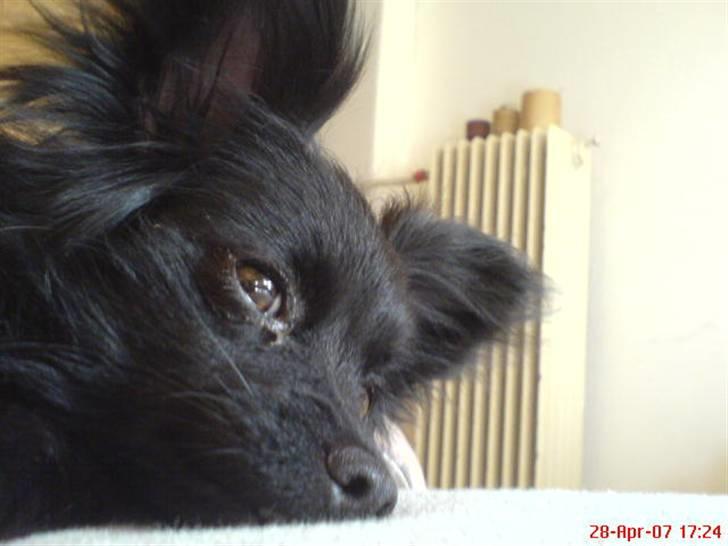 Blanding af racer Blacki - Hvad sagde jeg om morgenbilleder?? Ikke mig... Grrrr billede 10