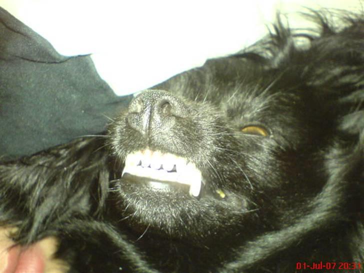 Blanding af racer Blacki - Smil til fotografen!! Også mit speciale :P   Wruff billede 11