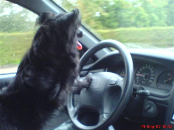 Blanding af racer Blacki - Køre bil kan jeg da også :)  Også en speciale jeg har :P    Wruff billede 12