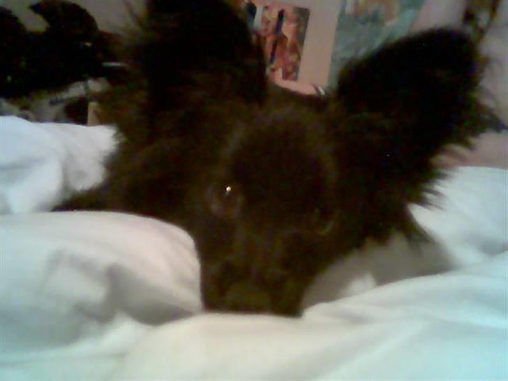 Blanding af racer Blacki - Kan godt være morgensmuk, når mor Sarah fanger den rigtig vinkel :P  Grruufff billede 13