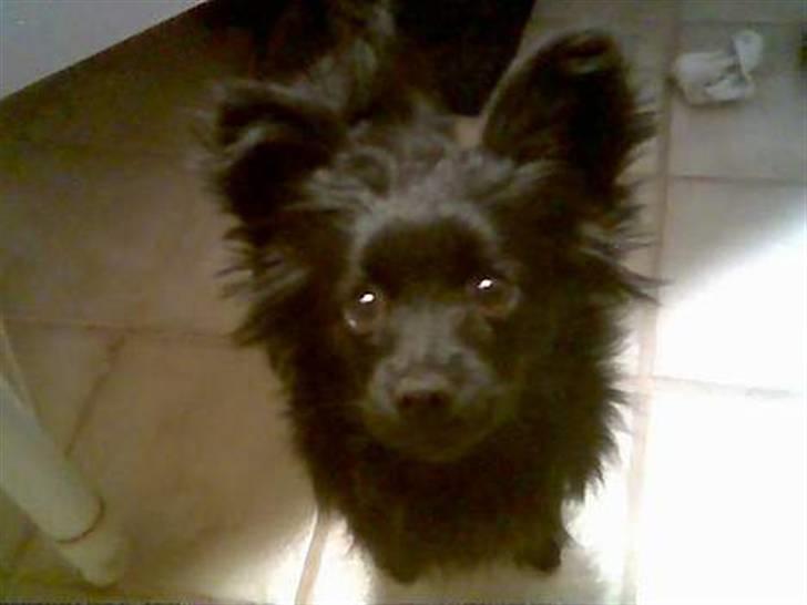 Blanding af racer Blacki - Er toilet papiret rullet ud?? Ligner jeg en der kunne finde på dét?? ;)   Grrruuff billede 14