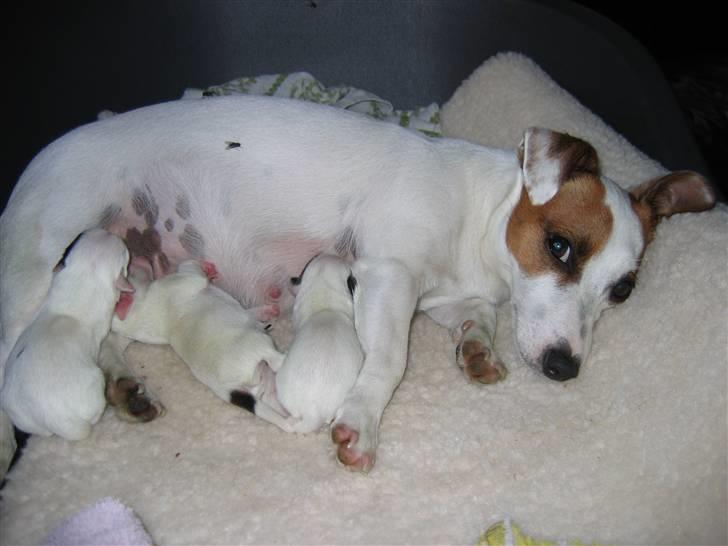 Jack russell terrier Hvalpe 26-08-08 billede 1