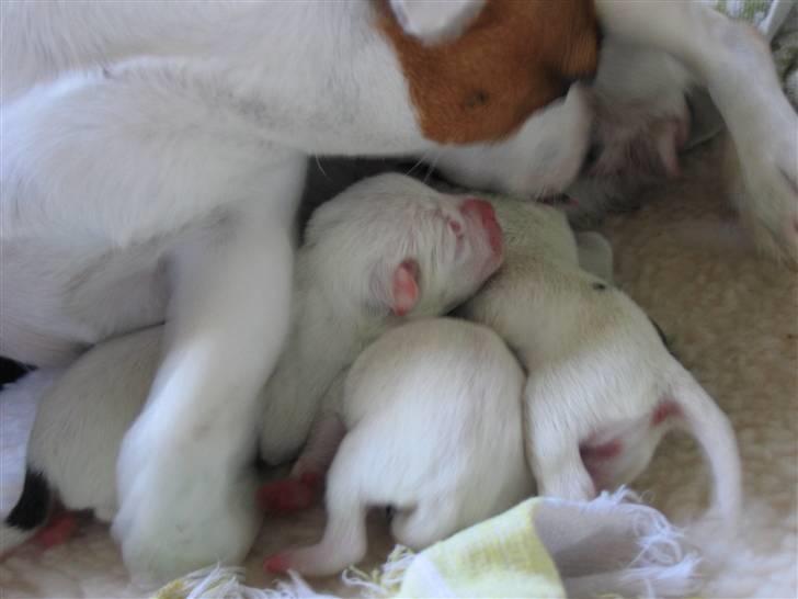 Jack russell terrier Hvalpe 26-08-08 billede 2