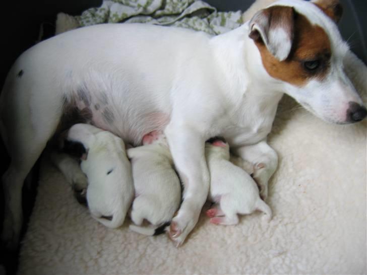 Jack russell terrier Hvalpe 26-08-08 billede 3