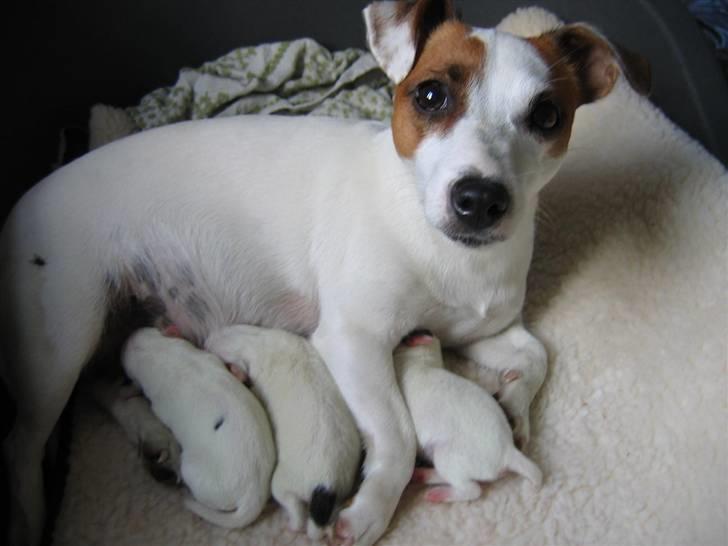 Jack russell terrier Hvalpe 26-08-08 billede 4