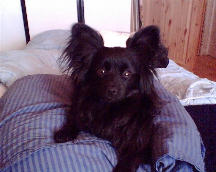 Blanding af racer Blacki - Puden er MIN!! Jeg SKAL være her, du MÅ være her :P billede 15