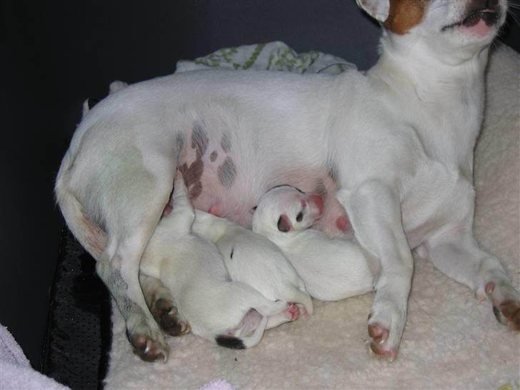 Jack russell terrier Hvalpe 26-08-08 billede 5