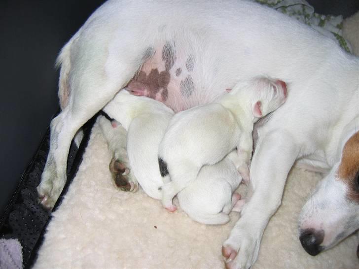 Jack russell terrier Hvalpe 26-08-08 billede 6